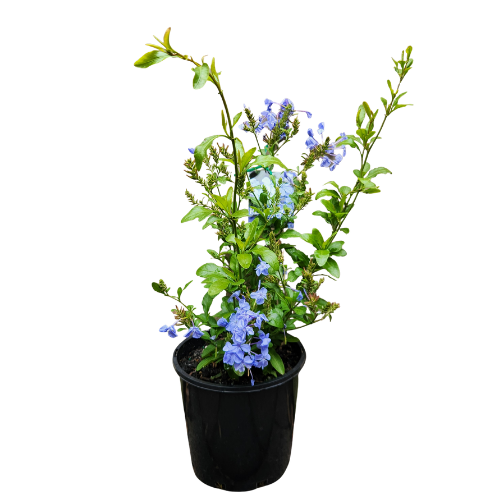 Plumbago Royal Cape 20cm