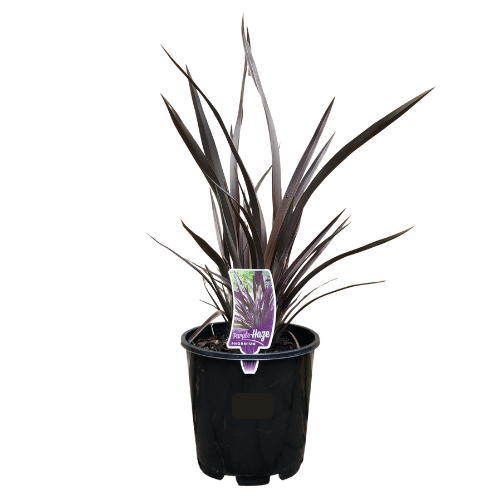 Phormium Purple Haze_**20cm