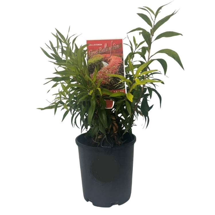 Callistemon 'Great Balls Of Fire' 14cm