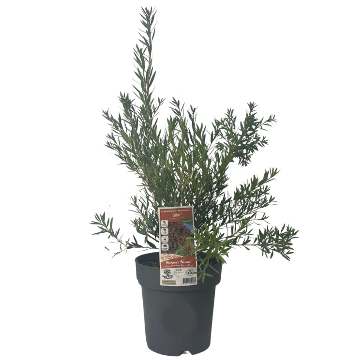 Callistemon 'Slim' 20cm