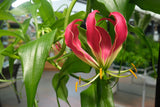 Gloriosa Lily - Tuber