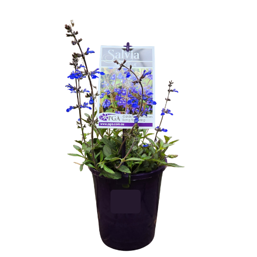 Salvia Aztec Blue 14cm