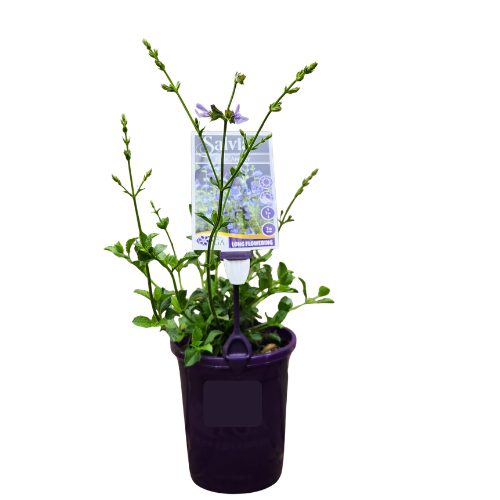 Salvia African Sky 14cm