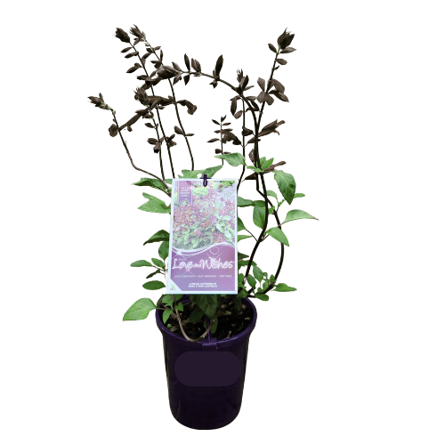 Salvia Love and Wishes 14cm