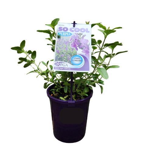 Salvia So Cool Purple 14cm