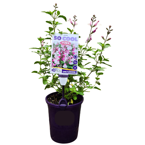 Salvia So Cool Pink 14cm
