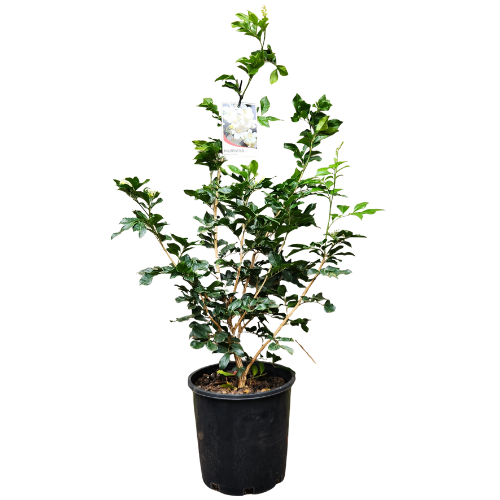 Murraya paniculata 20cm