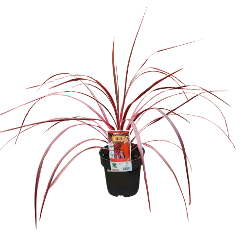 Cordyline Salsa 18cm