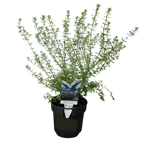 Westringia Blue Gem 14cm