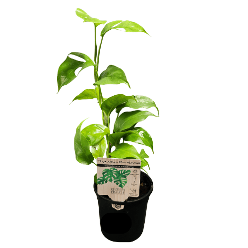 Rhaphidophora tetrasperma Mini Monstera 13cm