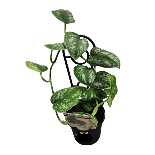 Scindapsus pictus Silver Satin 13cm