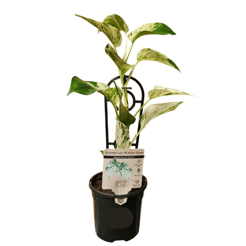Epipremnum Marble Queen 13cm