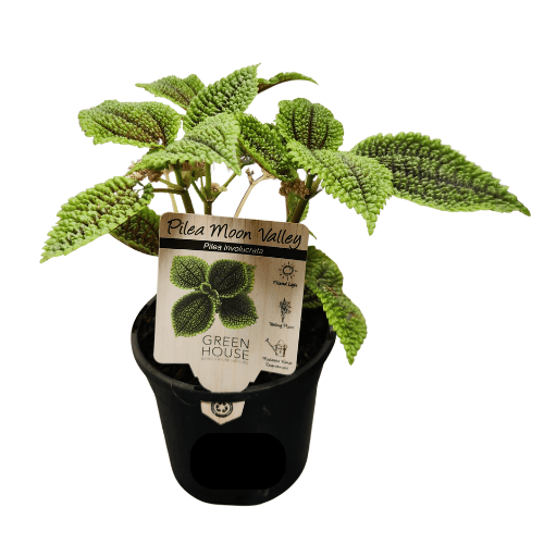 Pilea Involucrata Moon Valley 13cm