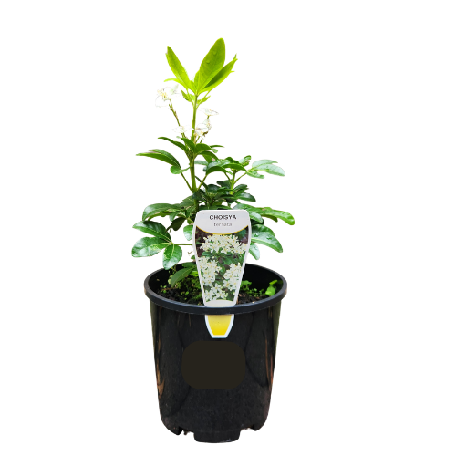 Choisya ternata 14cm