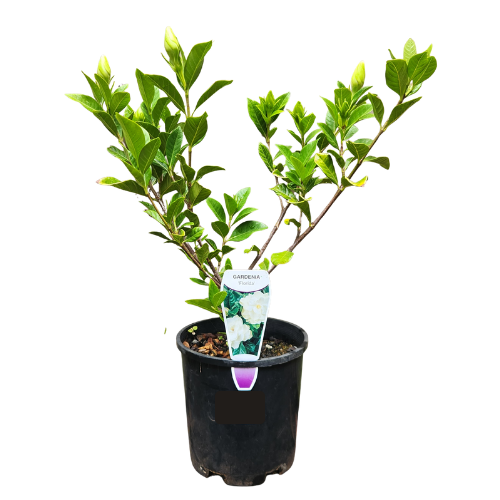 Gardenia augusta Florida 14cm
