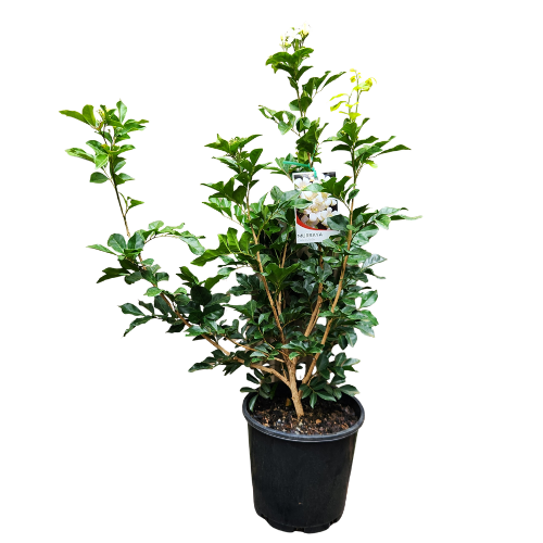 Murraya paniculata_ 20cm