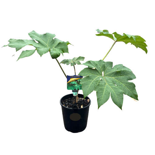 Tetrapanax 18cm