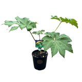 Tetrapanax 18cm