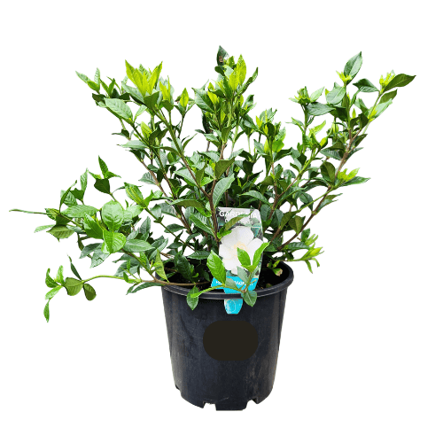 Gardenia Ocean Pearl 20cm