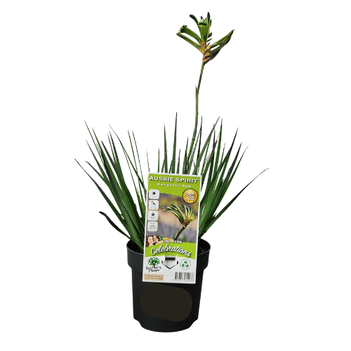 Kangaroo Paw Celebrations Aussie Spirit 14cm