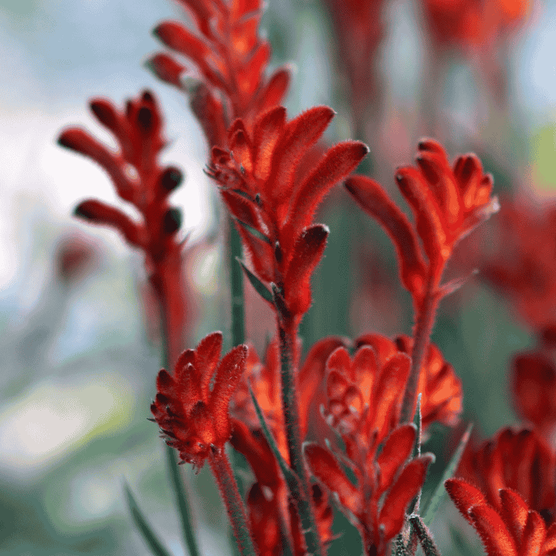 Kangaroo Paw 'Bush Inferno' 18cm