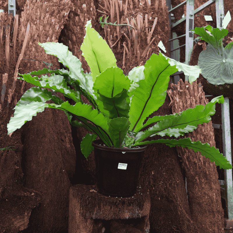 Asplenium Bird's Nest 25cm