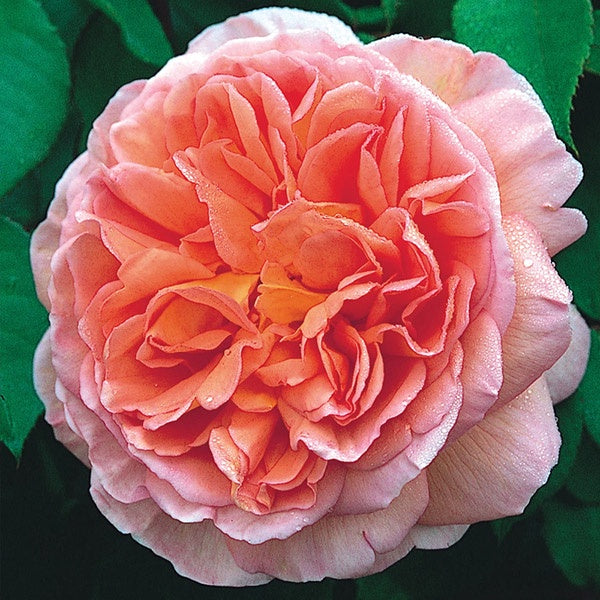 Rose Abraham Darby 3ft Standard 25cm (David Austin)