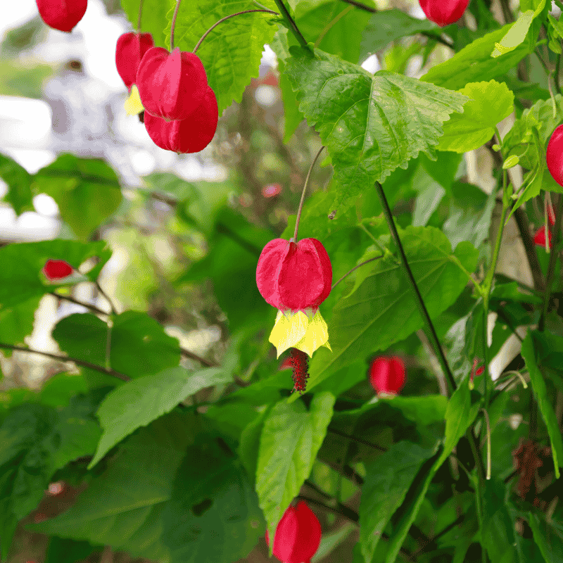 Abutilon 'Lucky Lantern Red' 15cm