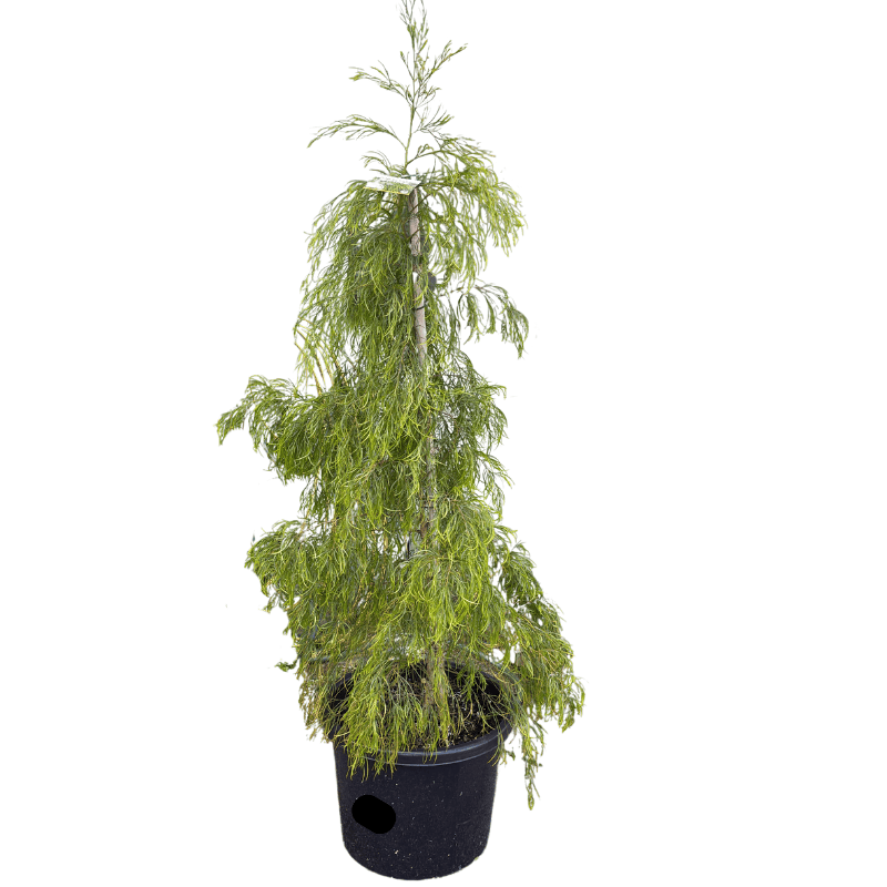 Acacia cognata 'Green Spire' 33cm