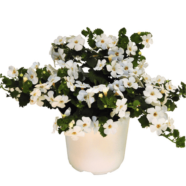 Bacopa Gulliver White 14cm