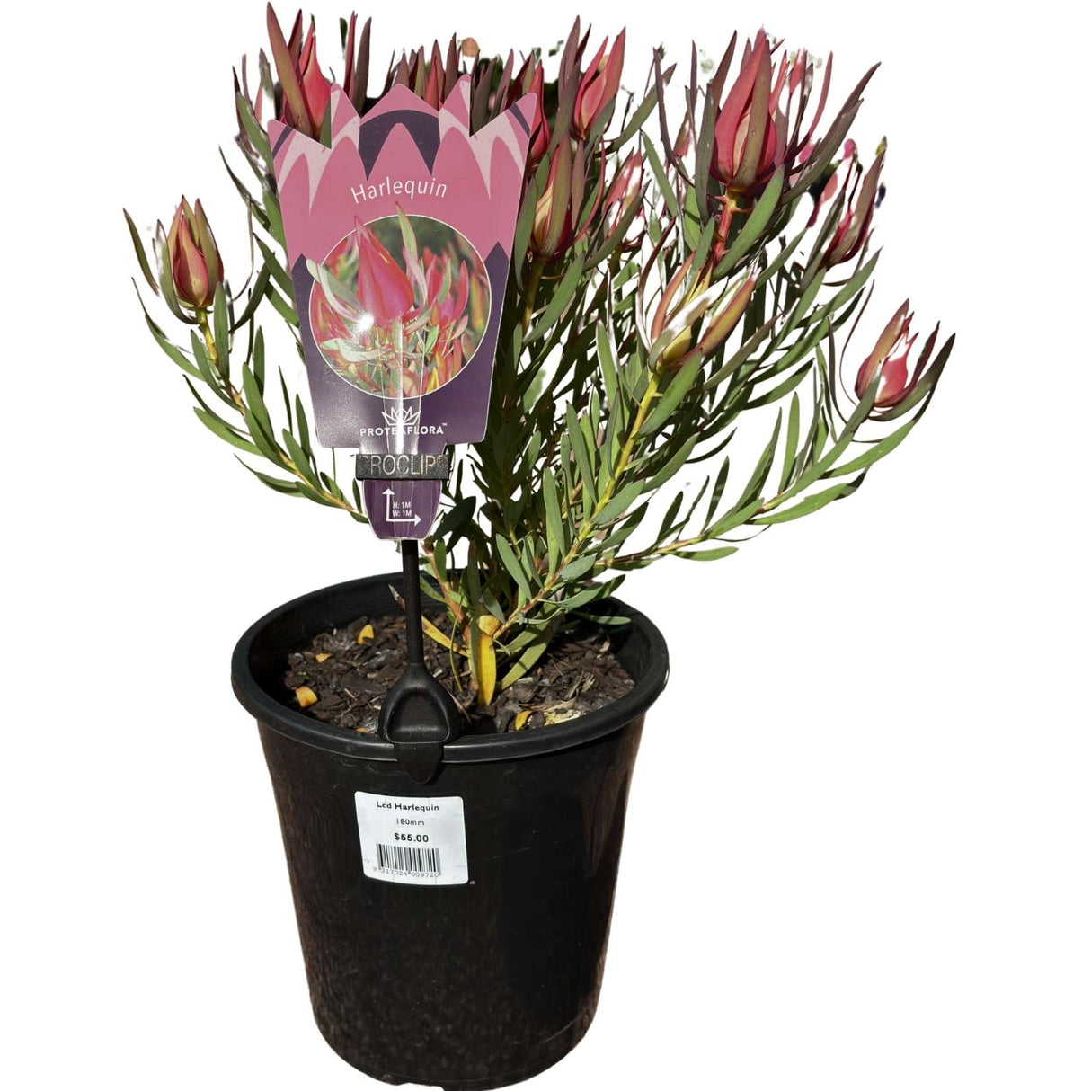 Leucadendron 'Harlequin' 18cm