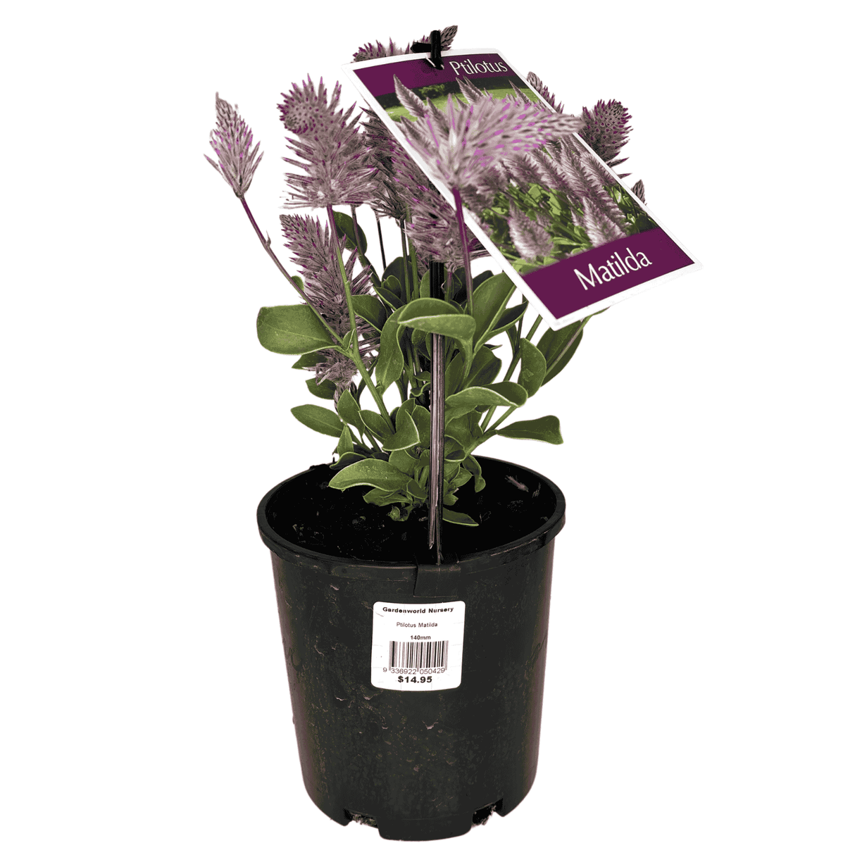 Ptilotus exaltatus 'Matilda' 14cm