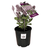 Ptilotus exaltatus 'Matilda' 14cm