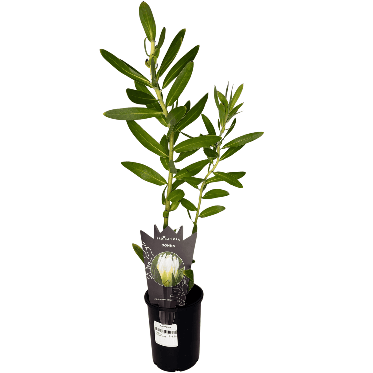 Protea 'Donna' 10cm