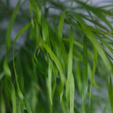 Acacia cognata 'Fettuccini' 14cm
