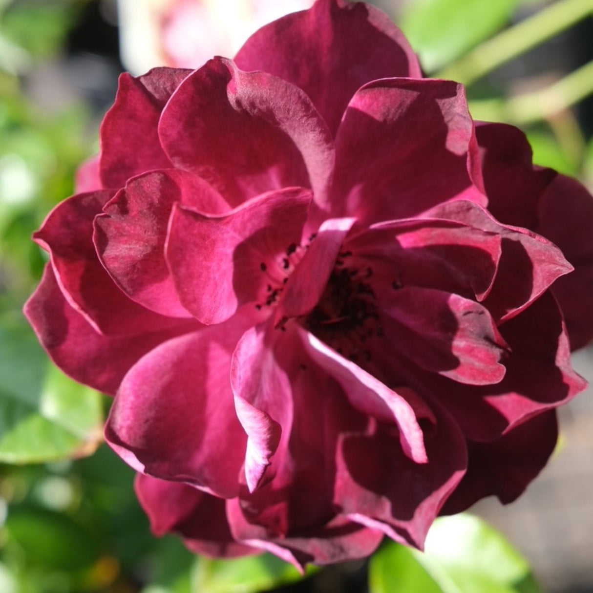 Rose Burgundy Iceberg Bush 20cm