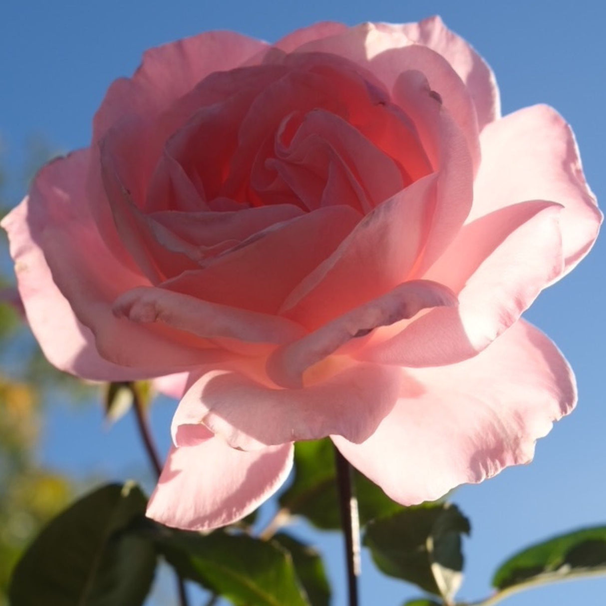 Rose 'Queen Elizabeth' Bush 20cm