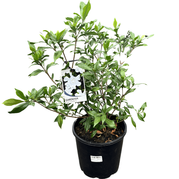Gardenia Four Seasons 20cm