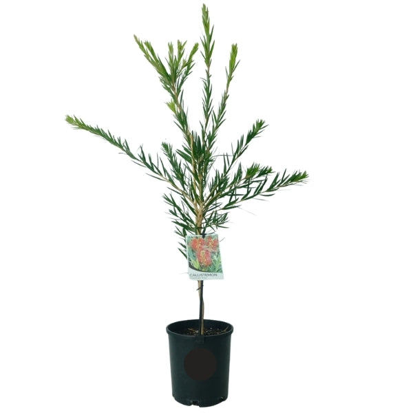 Callistemon 'Hannah Ray' 14cm