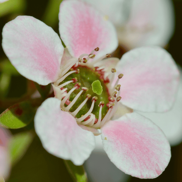Leptospermum 'Mozzie Blocker' 14cm