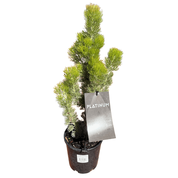 Adenanthos 'Platinum' 14cm