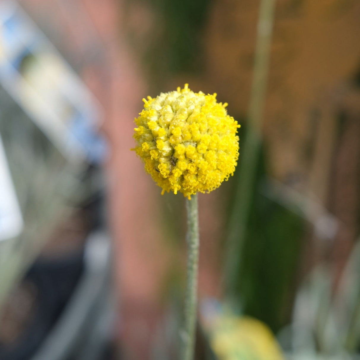 Pycnosorus 'Billy Buttons' 14cm