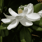 Magnolia 'Teddy Bear' 33cm