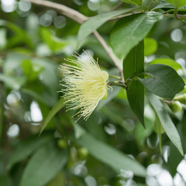 Syzygium 'Backyard Bliss' 20cm