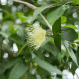 Syzygium 'Backyard Bliss' 20cm