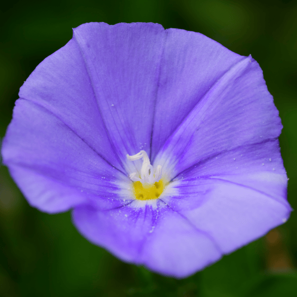 Convolvulus Purple Rippled Moon 14cm