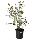 Correa alba 20cm
