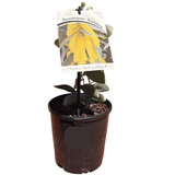 Acacia binervia 'Sterling Silver' 14cm