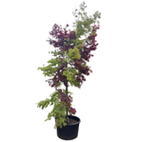 Acer palmatum 'Bloodgood Elegans Double Graft' 90L