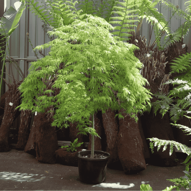 Acer palmatum dissectum Ellen 40cm – Gardenworld